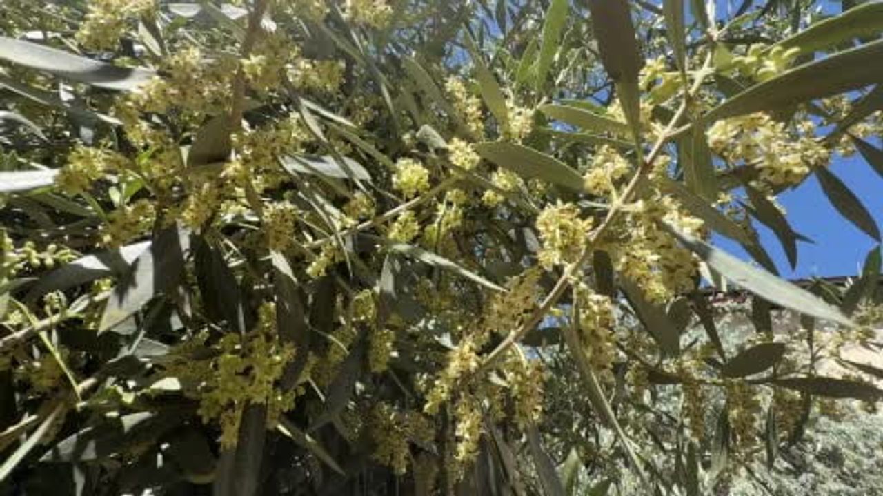 Dr. Mücahit Kıvrak'tan zeytin üreticilerine El Nino uyarısı: Malçlama ve kaolin önerisi