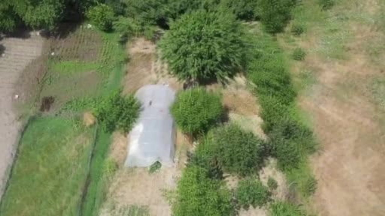 Dron destekli operasyonda serada gizlenen Hint kenevirleri yakalandı