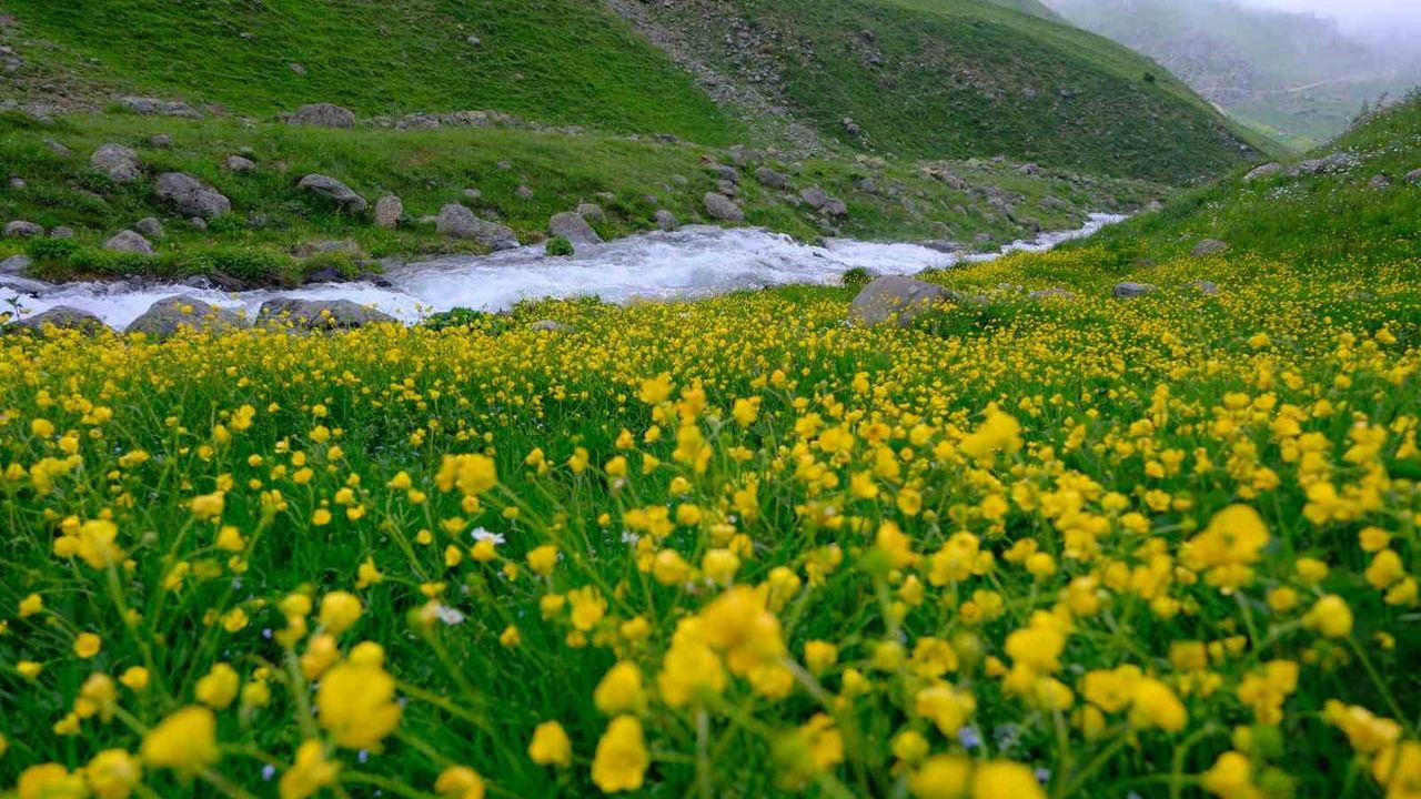 Dulağa yaylası baharda Alpleri andıran manzaraya kavuştu