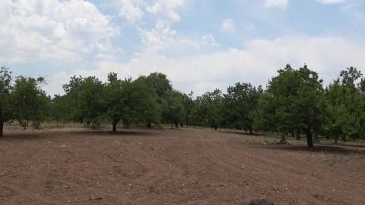 Dut bolluğu pekmez üretimini artırdı