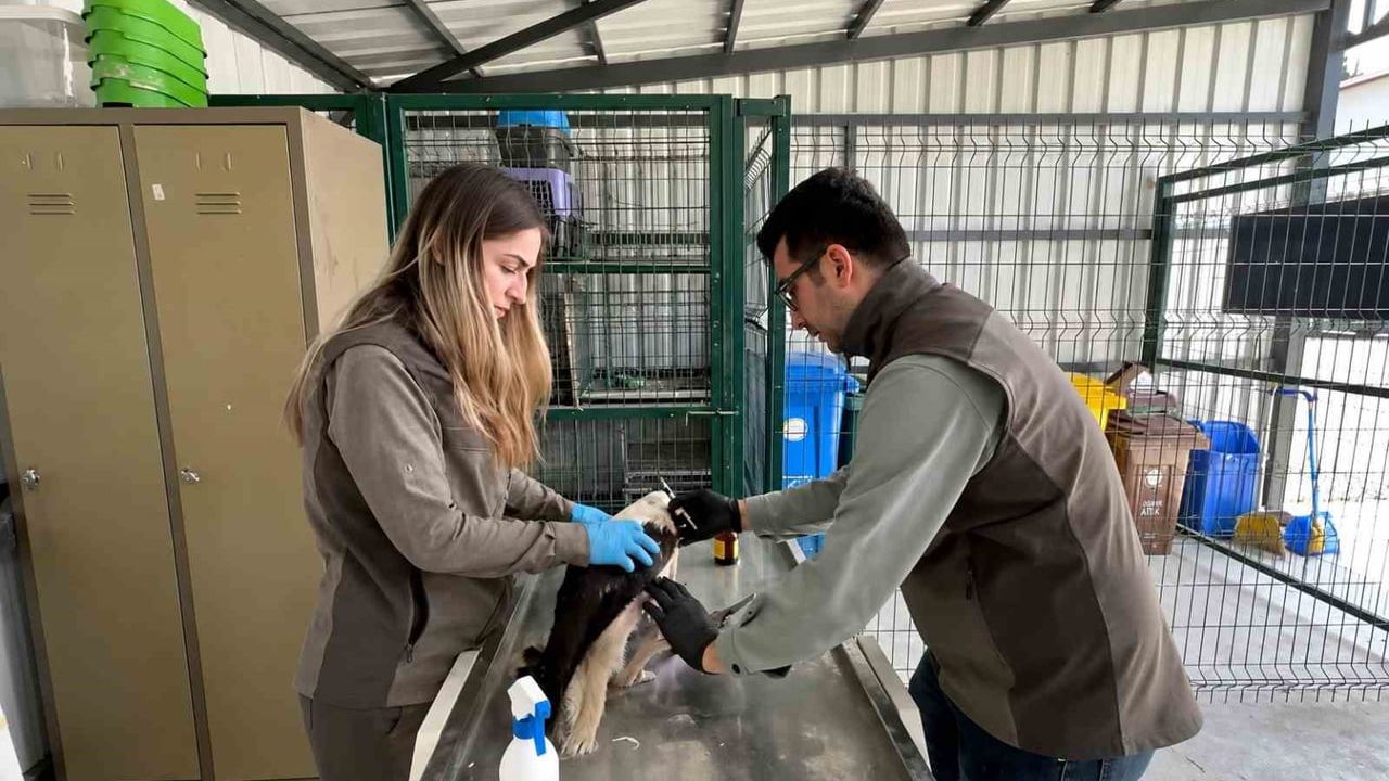 Düzce'de elektrik akımına kapılan yavru leylek Efteni Rehabilitasyon Merkezi'nde tedavi edilip doğaya salındı