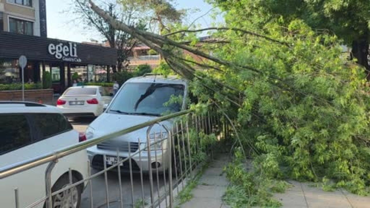 Düzce'de park halindeki araca ağaç devrildi; sürücüye ulaşılamayınca 1640 lira ceza