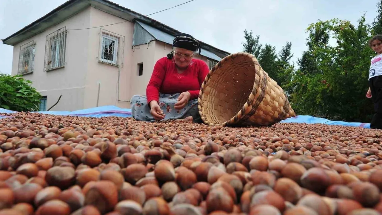 Düzce’den AB ülkelerine 5 bin 291,7 ton fındık ihraç edildi