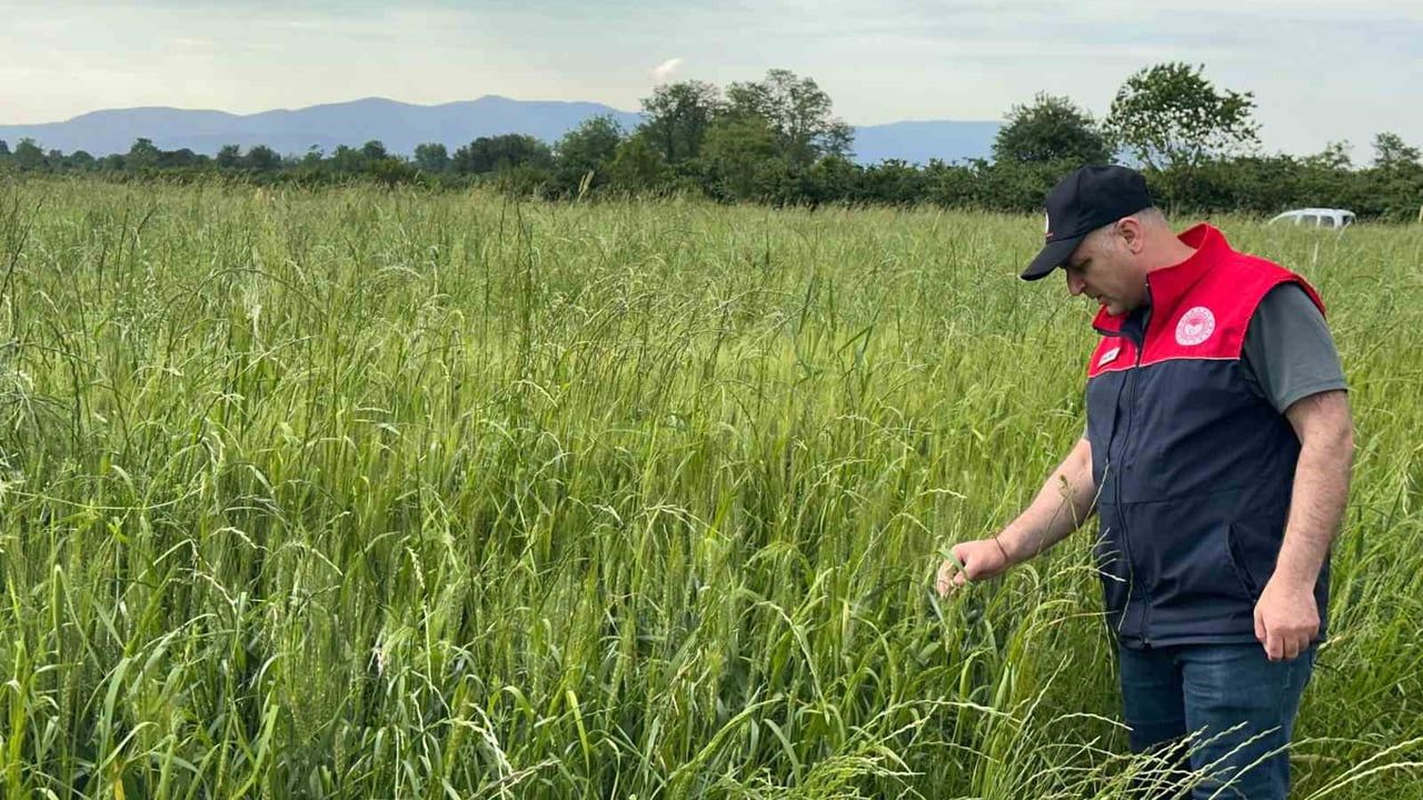 Düzce Kaynaşlı'da yem bitkileri ekili alanlarında arazi denetimleri gerçekleştirildi