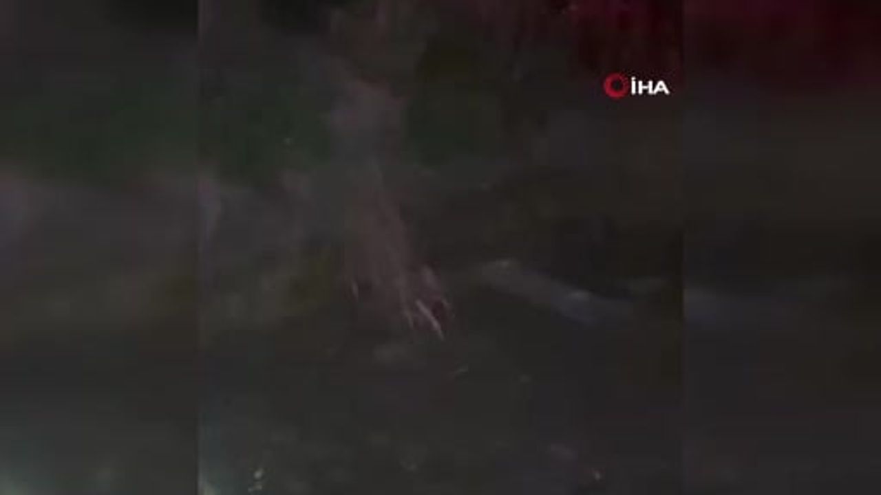Edirne'de çukura düşen inek itfaiye tarafından kurtarıldı