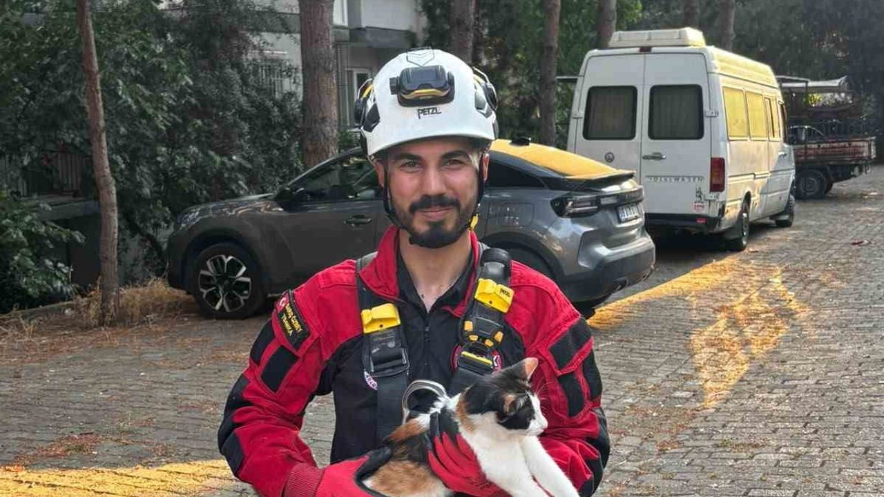 Efeler'de 3 gün ağaçta mahsur kalan kedi ASAK ekiplerince kurtarıldı