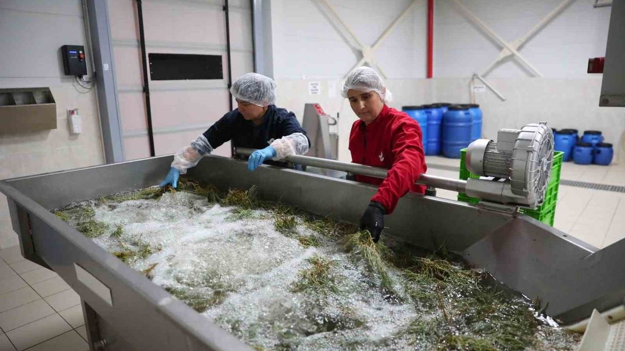 Efeler’in kadın üretim fabrikasında yaz sezonu için Ege otları işleniyor