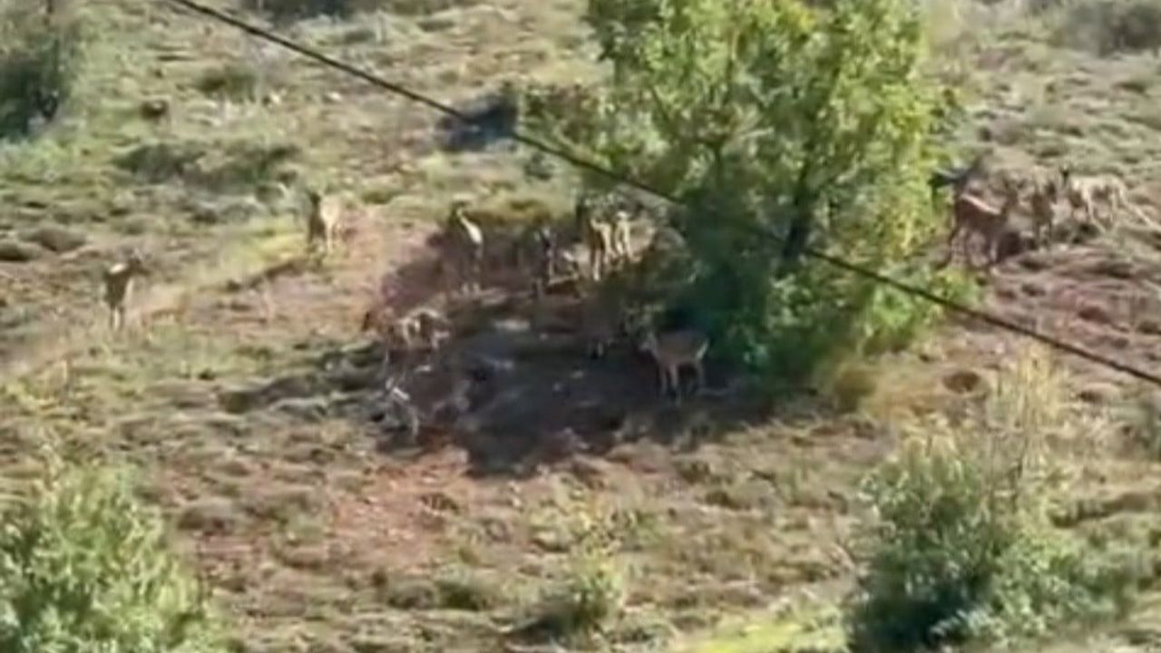 Elazığ Baskil'de Zeyve Şelil Dağı'nda Koruma Altındaki Dağ Keçileri Sürü Halinde Görüntülendi