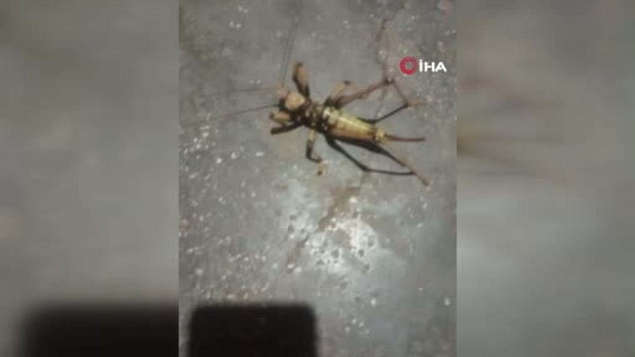 Elazığ'da et yiyen dev çekirge görüntülendi