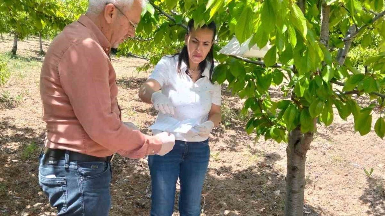 Elazığ'da meyve bahçelerinde zararlı takibi: Üreticilere teknik bilgilendirme yapıldı