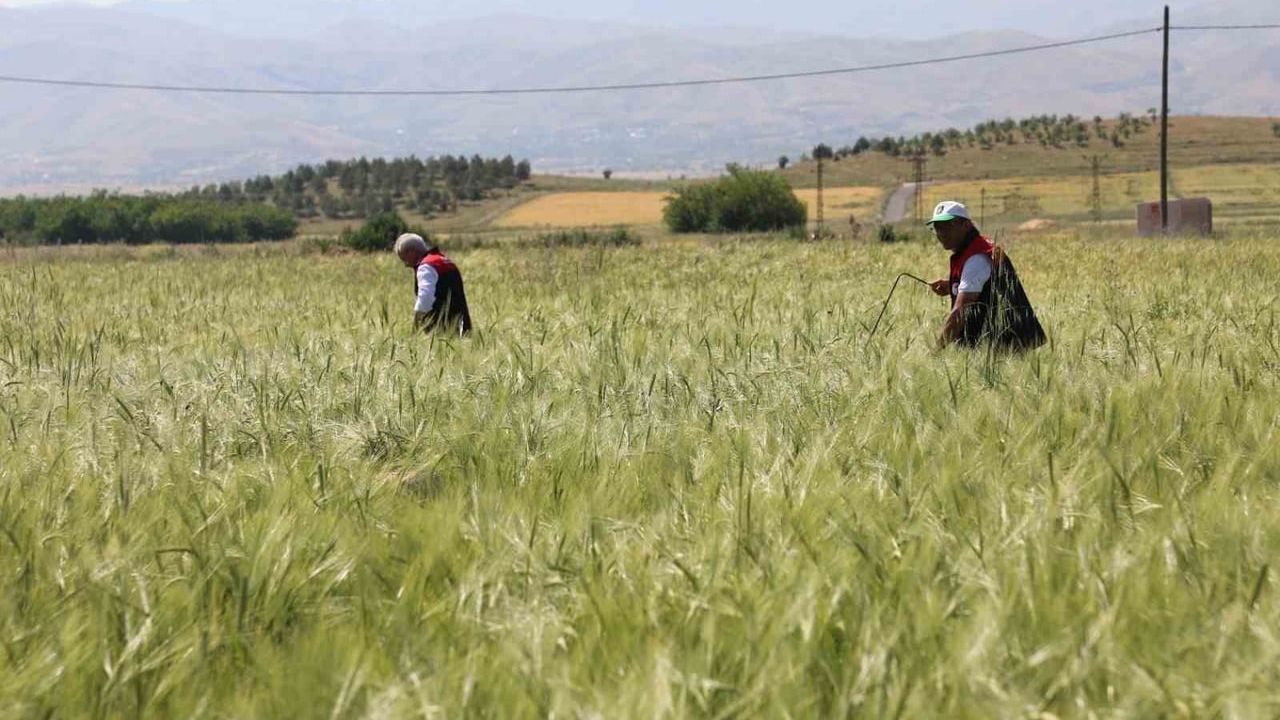Elazığ'da Süne Nimf Sürveyi ve CBS Referans Parsel Tespit Çalışmaları Sahada Değerlendirildi