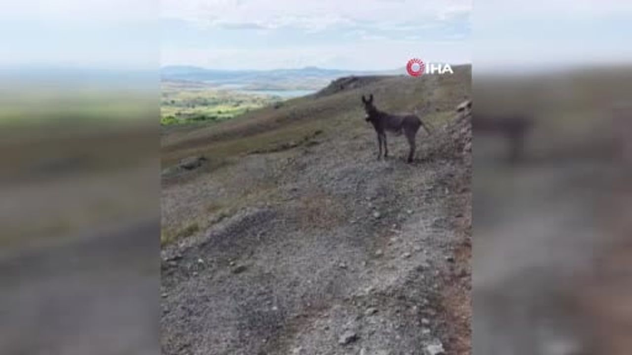 Elazığ’da sürüden ayrılan eşeği dronun sesi geri getirdi