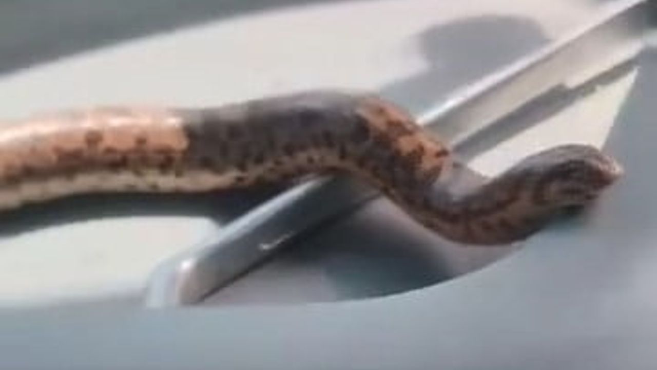 Elazığ’da yakaladığı kum boa yılanını traktörle gezdirdi
