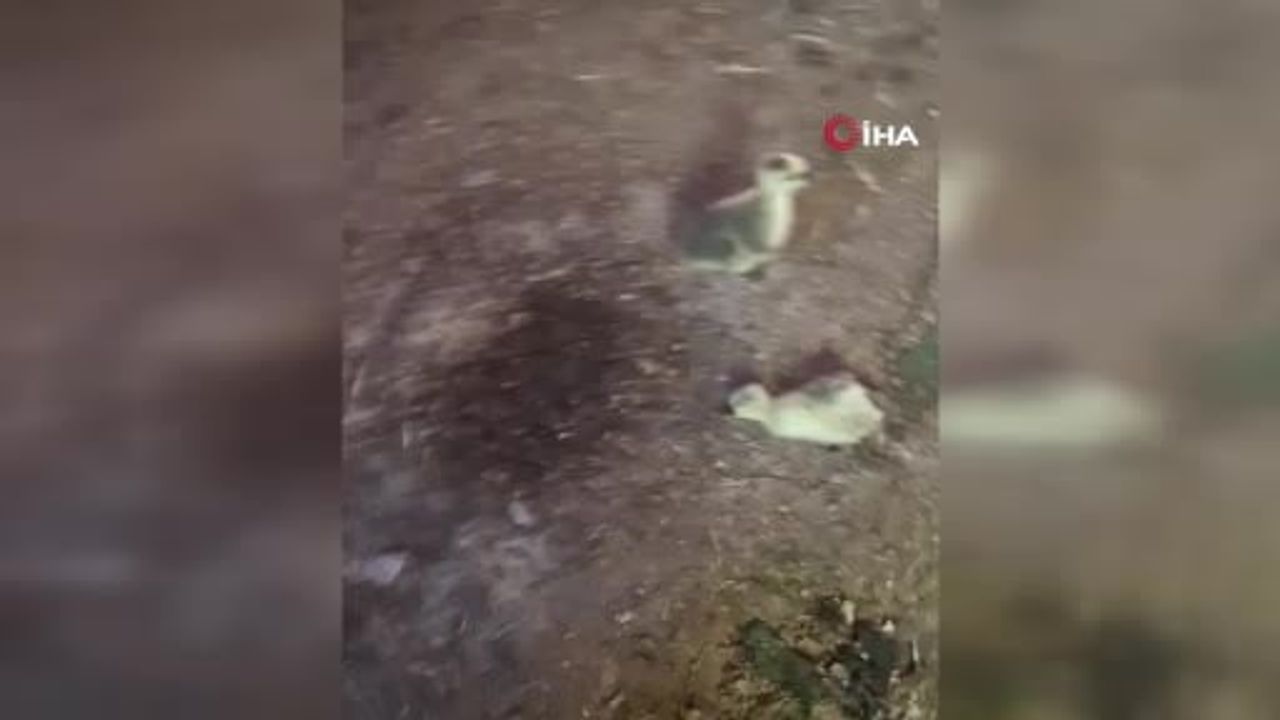 Elazığ’da yılan kümesteki 5 kaz yavrusunu telef etti