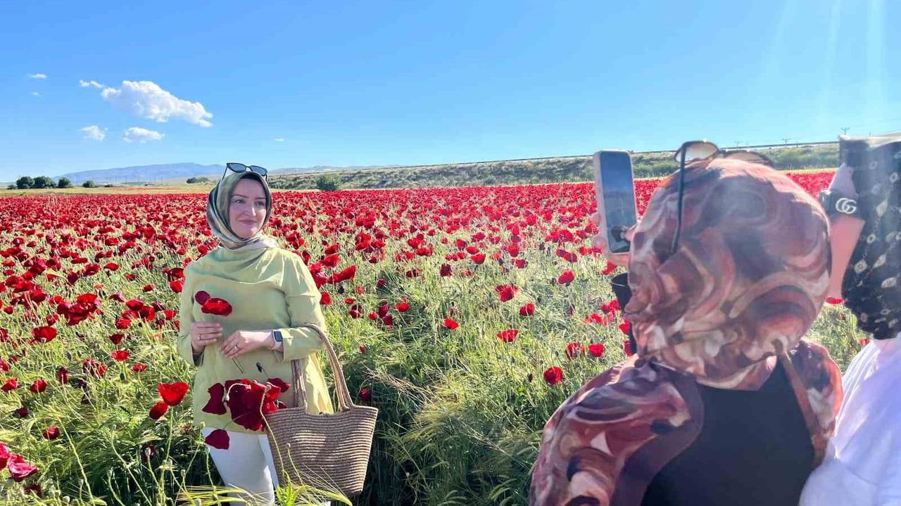 Elazığ'da yol kenarındaki doğal gelincik tarlası ilgi gördü