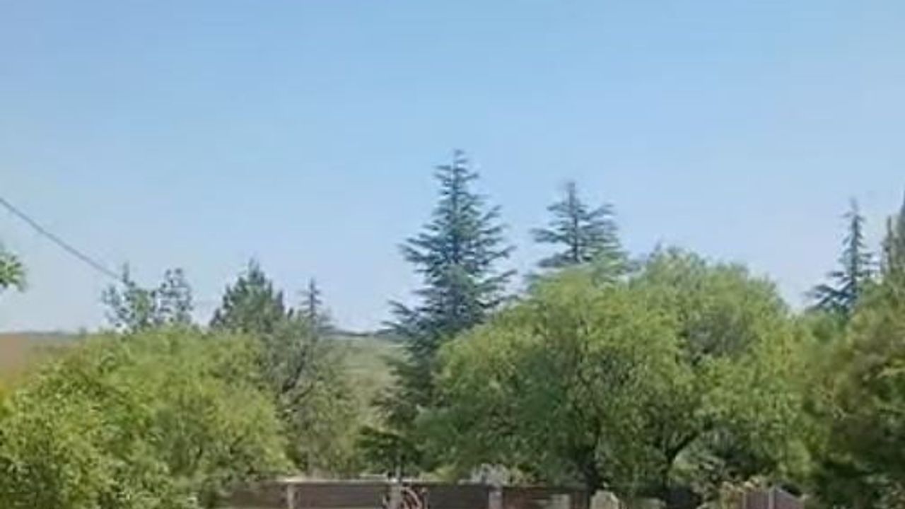 Elazığ Harput’ta Koruma Altındaki Dağ Keçileri Mezarlık Alanlarında Görüntülendi