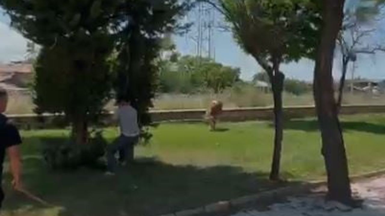 Elazığ Karşıyaka Mahallesi'nde sahibinden kaçan dana mahallede kısa süreli paniğe neden oldu