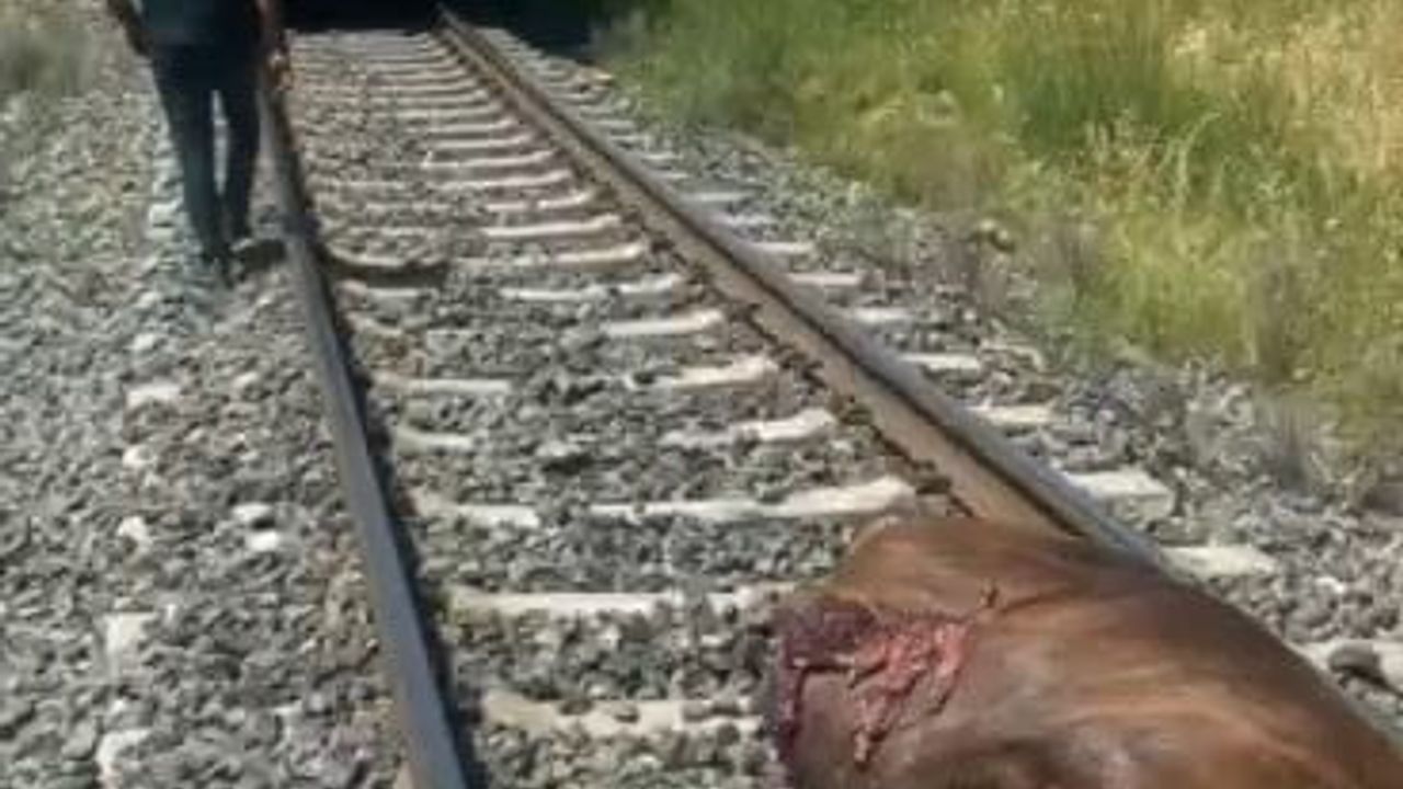 Elazığ Palu'da demiryolu hattında inek trenin çarpması sonucu telef oldu