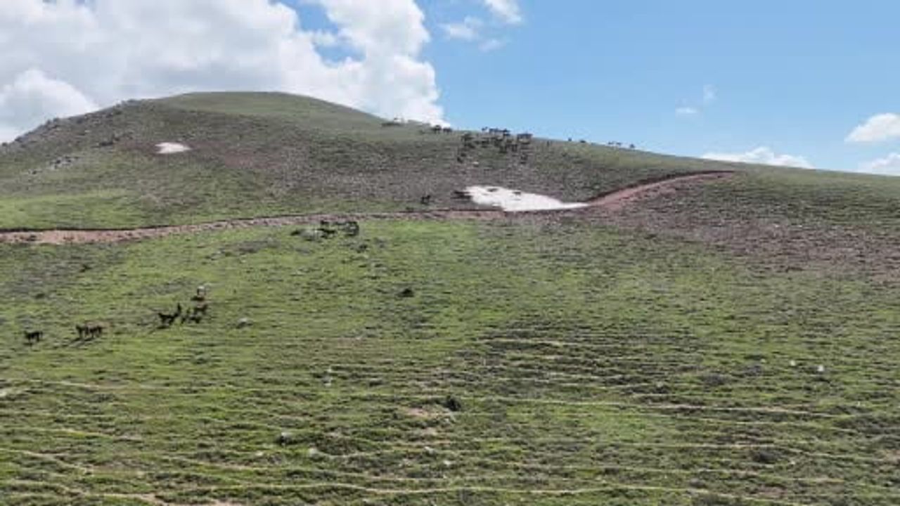 Emirdağ yaylalarında yabanileşen yılkı atları koloniler halinde hayatta kalıyor