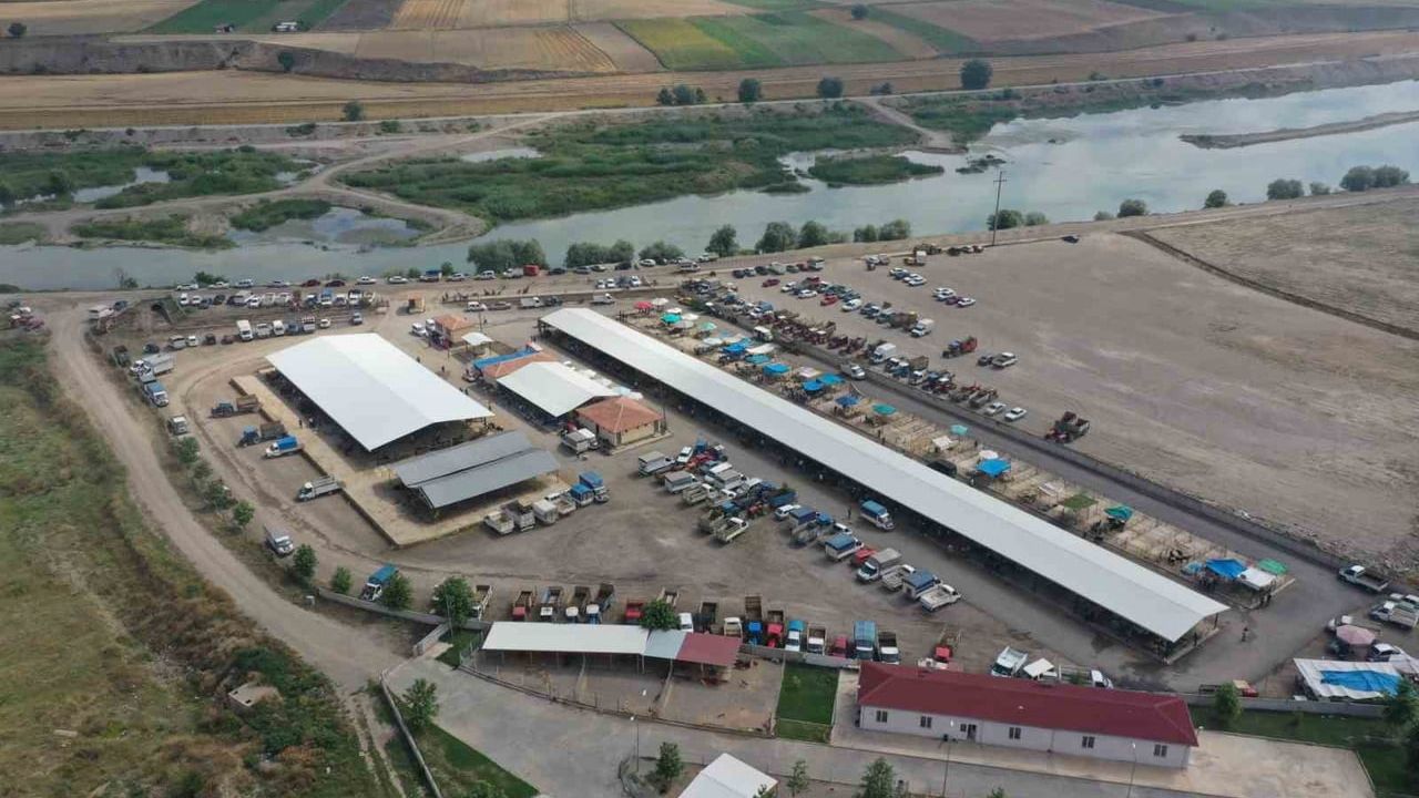 Erbaa'da koyun çiçek hastalığı nedeniyle hayvan pazarı kapatıldı