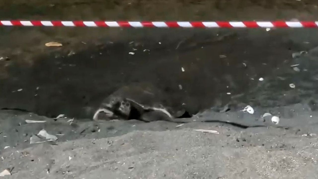 Erdemli merkez sahilinde caretta caretta için şeritli koruma alanı oluşturuldu