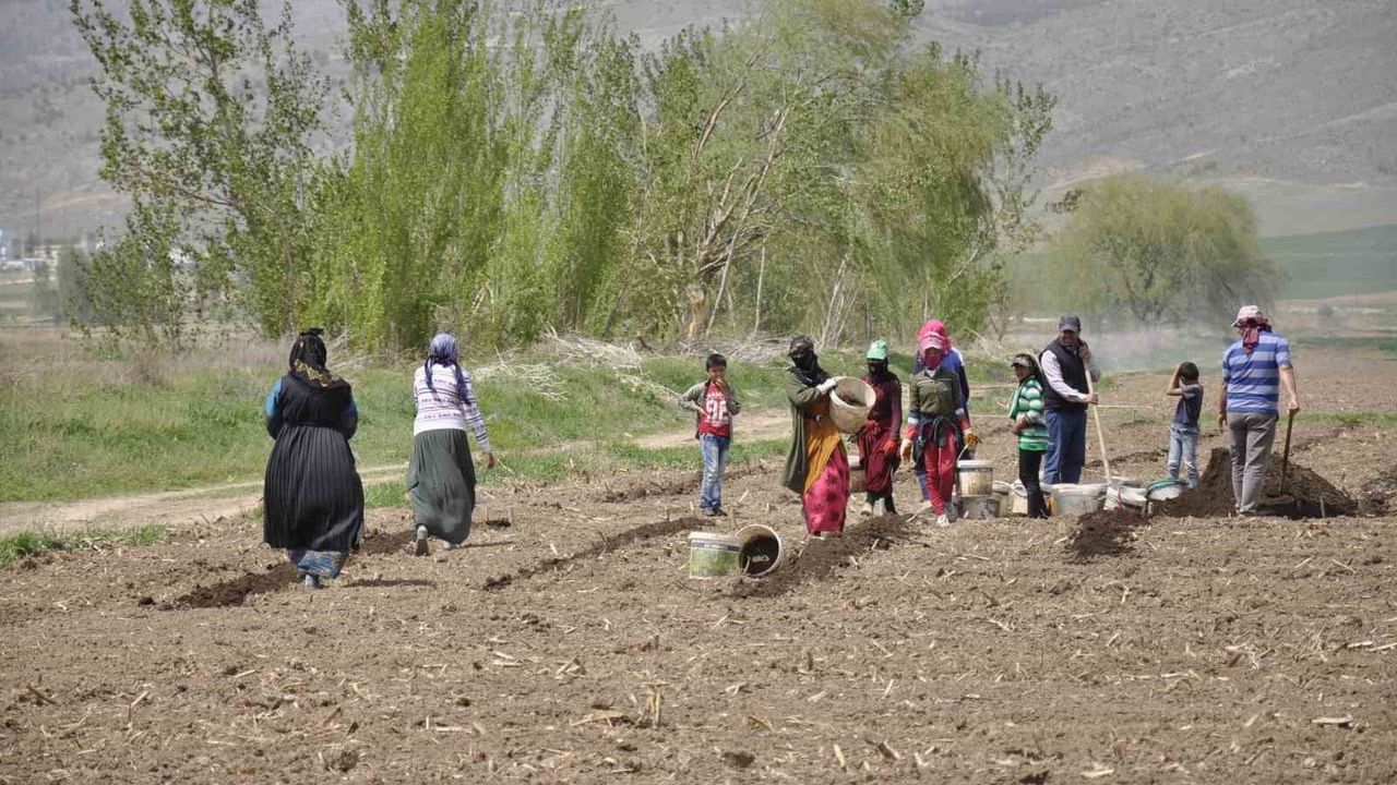 Erzincan’da mevsimlik tarım işçileri: tarlaların görünmeyen emeği