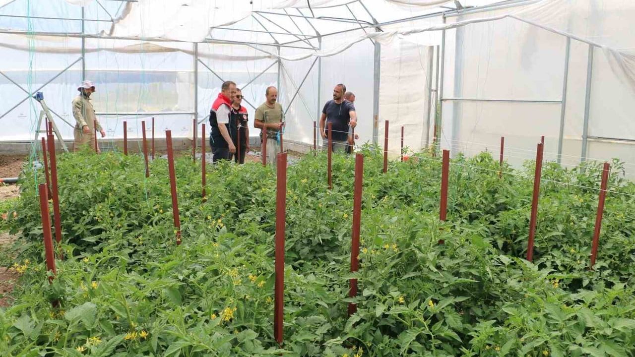 Erzincan'da seracılık yatırımları üretimi artırıyor