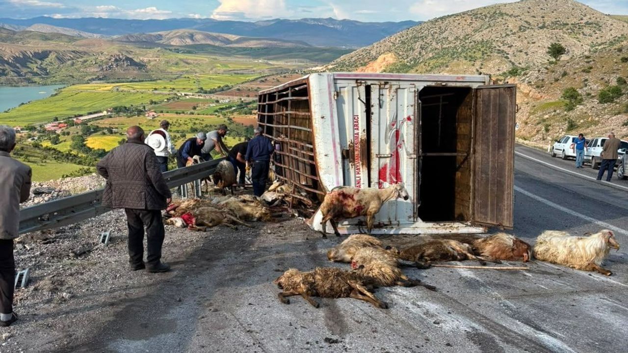 Erzincan İliç’te canlı hayvan yüklü kamyon kaza yaptı: 15 koyun telef oldu
