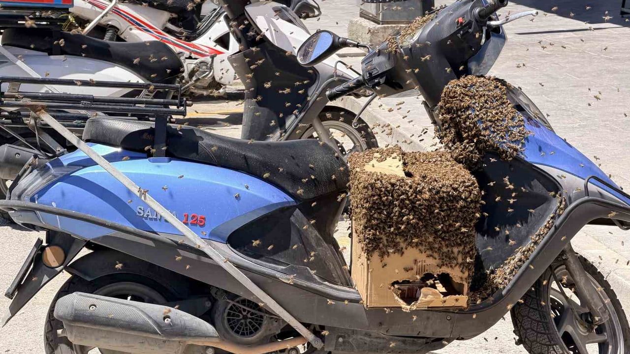 Erzincan kent merkezinde oğul veren arılar motosiklete kondu