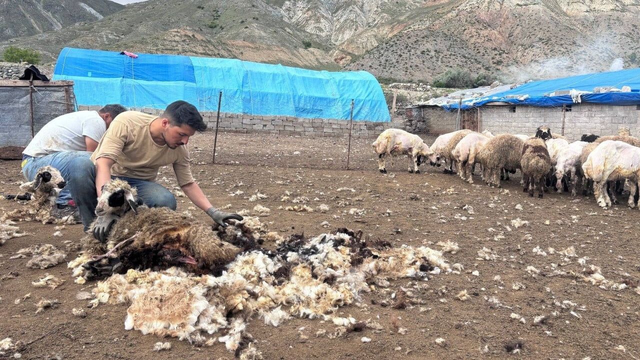 Erzincan yaylalarında kırkım mesaisi: üreticiler kuzuların rahatlaması ve verim artışı hedefliyor