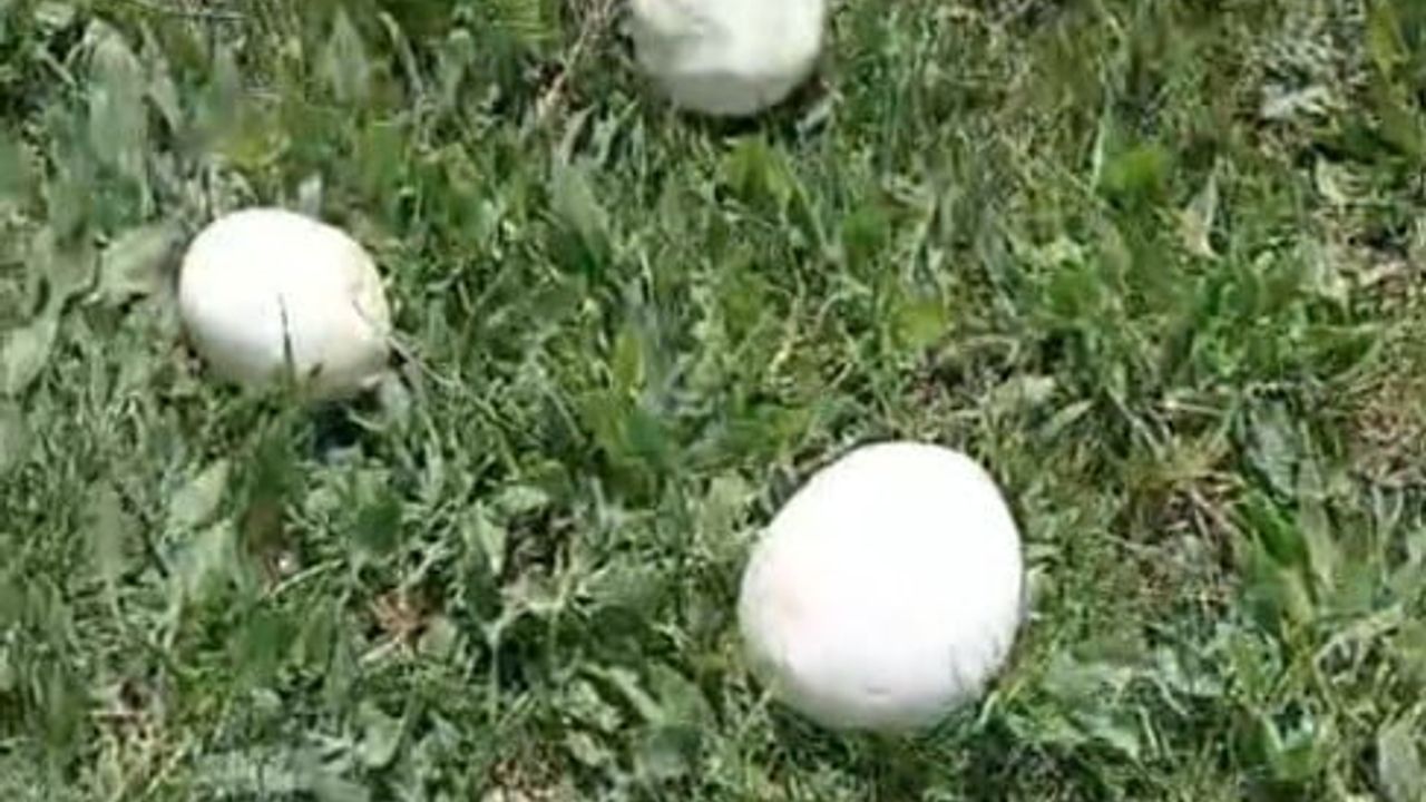 Erzurum Aziziye’de Sağanak Sonrası Mantar Bereketi: 45 Dakikada Poşetler Doldu
