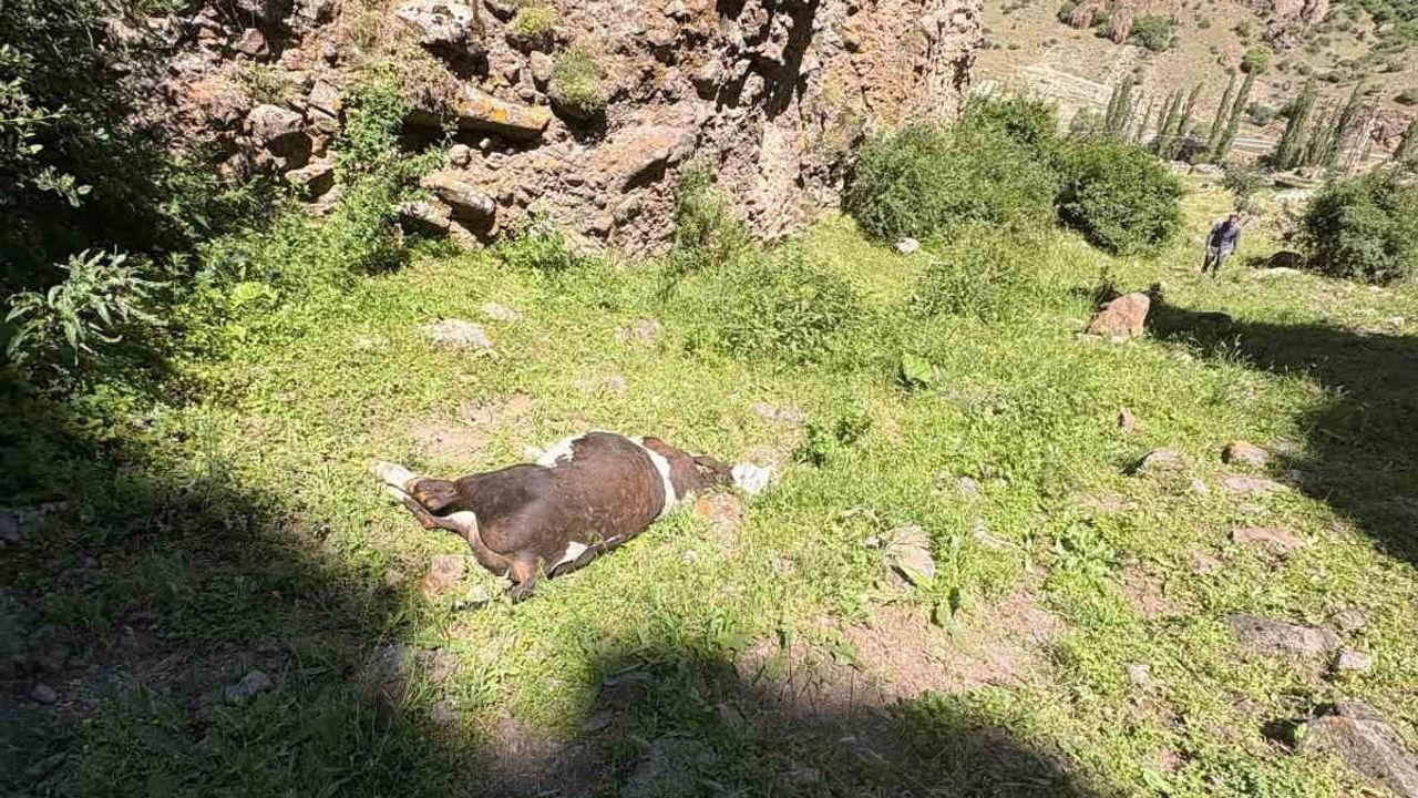 Erzurum’da kayalıklardan düşen 26 buzağı telef oldu