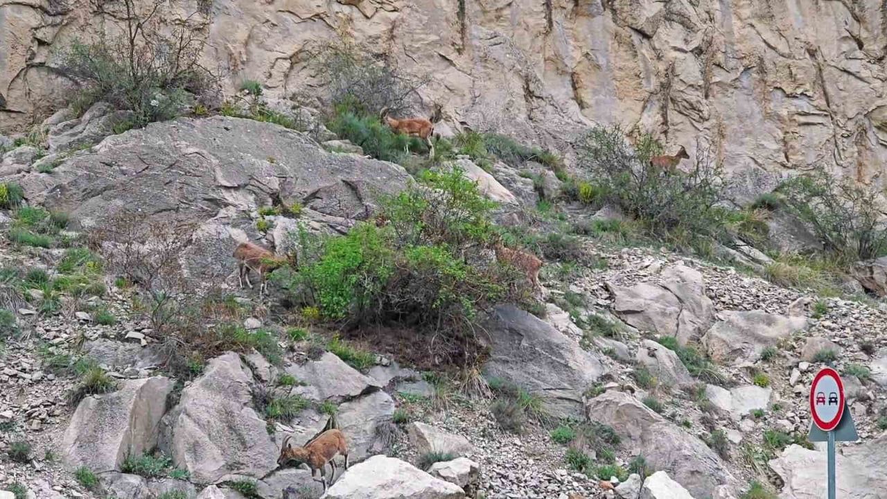 Erzurum Uzundere'de dağ keçileri Erzurum-Artvin kara yoluna indi