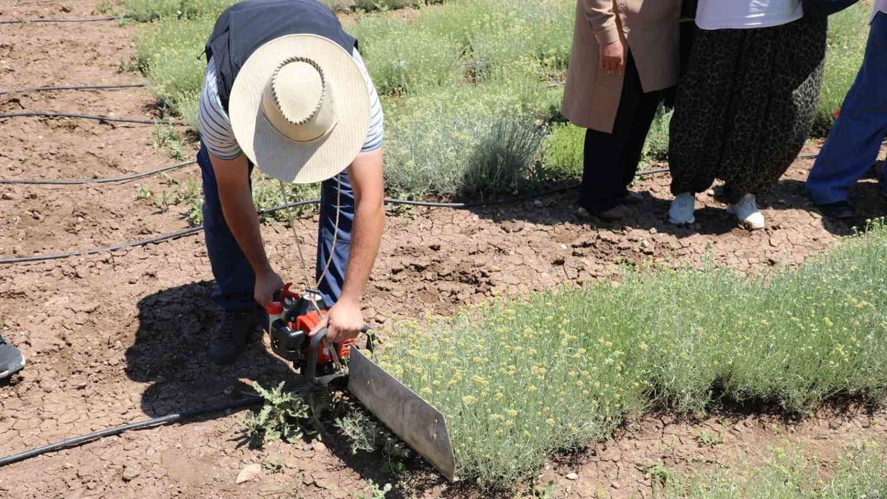 Eskişehir'de altın otu hasadı: 'Bozkırlar Altın Çiçek ile Ölümsüzleşiyor' projesinde sonuçlar değerlendirildi