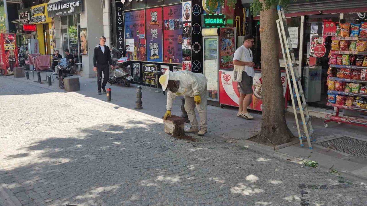 Eskişehir Odunpazarı'nda Oğul Veren Arı Sürüleri Ağaç Dalında Toplandı