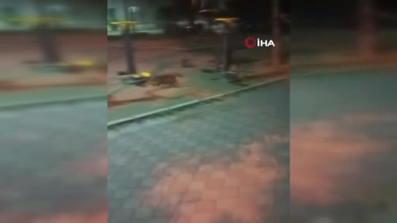 Fare kedileri kovaladı: anlar cep telefonu kamerasında
