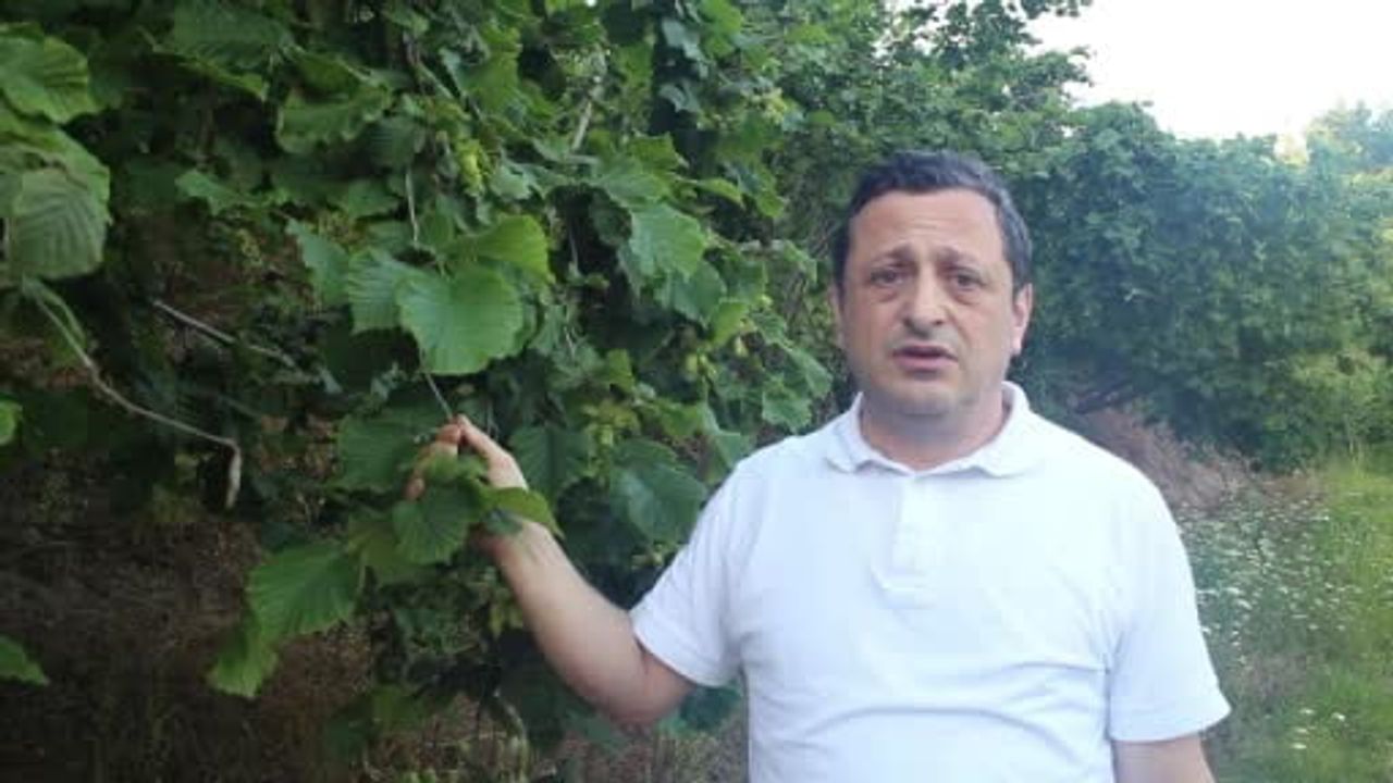 Fındıkta rekolte umudu yüksek, kahverengi kokarca tehdidi devam ediyor