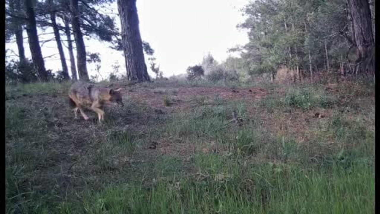 Ganos Dağları'nda yaban hayatı fotokapanlarla görüntülendi