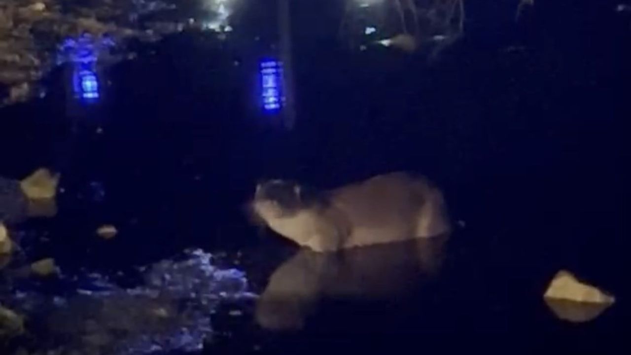 Gece göl kıyısında su samuru görüldü
