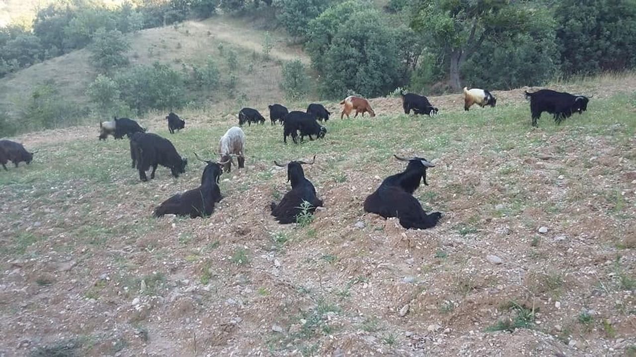 Gediz Akdağ'da Yörüklerin Geleneksel Yayla Göçü Başladı