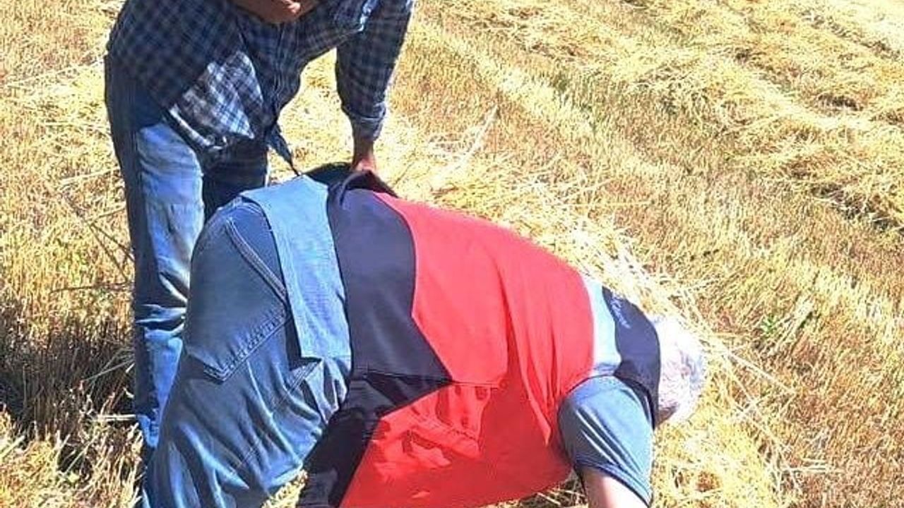 Gediz'de biçerdöverle hasat kontrolü