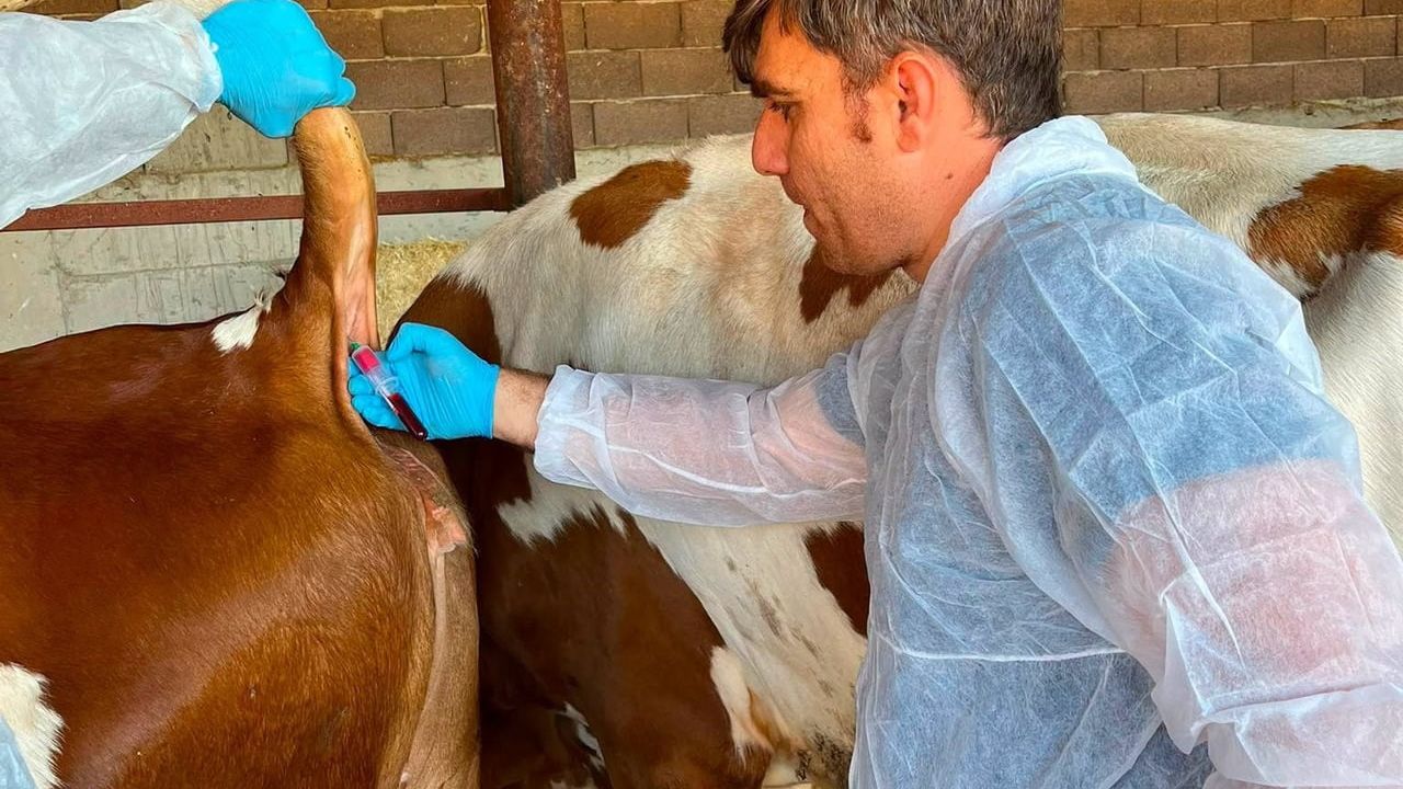 Gediz’de Hastalıktan Ari İşletmelerde Devamlılık Testi Kapsamında Kan Alma Çalışmaları