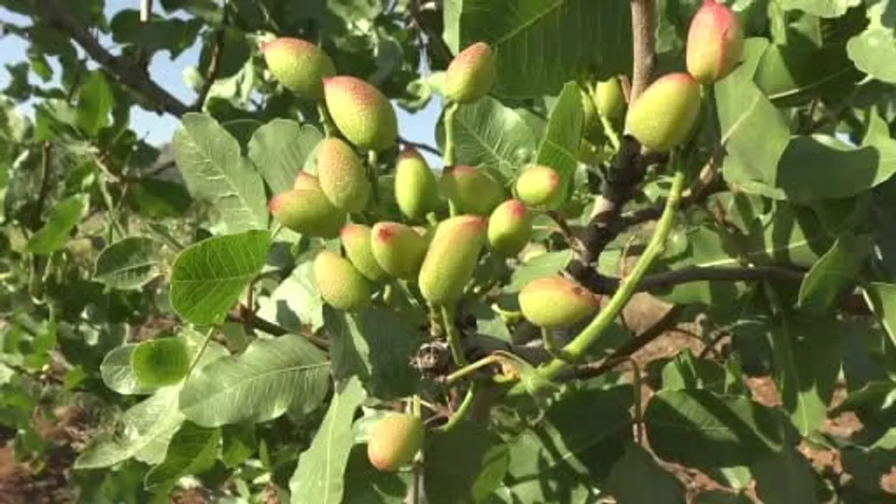 Gercüş’te fıstık aşılama mesaisi başladı