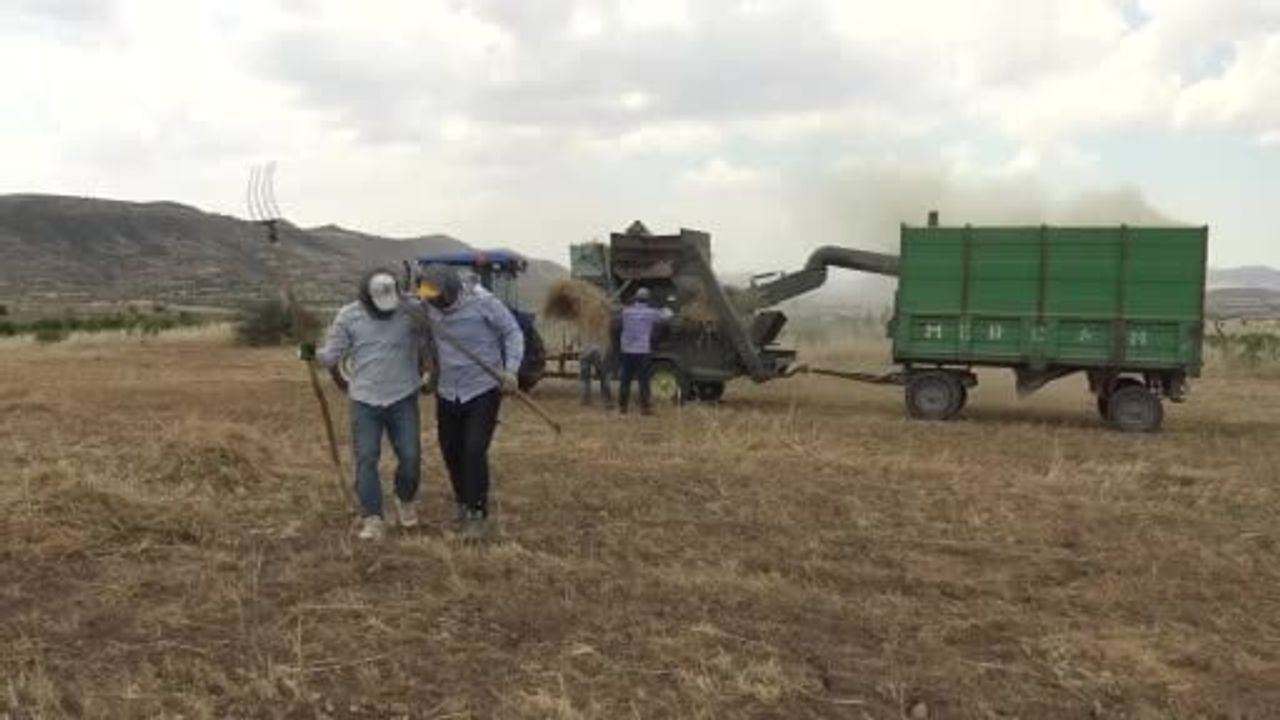 Gercüş'te kavurucu sıcakta oyun havalı mercimek hasadı