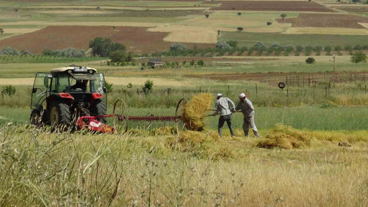 Gercüş'te mercimek hasadı bereket getirdi: Yağışlar verimi ve kaliteyi artırdı