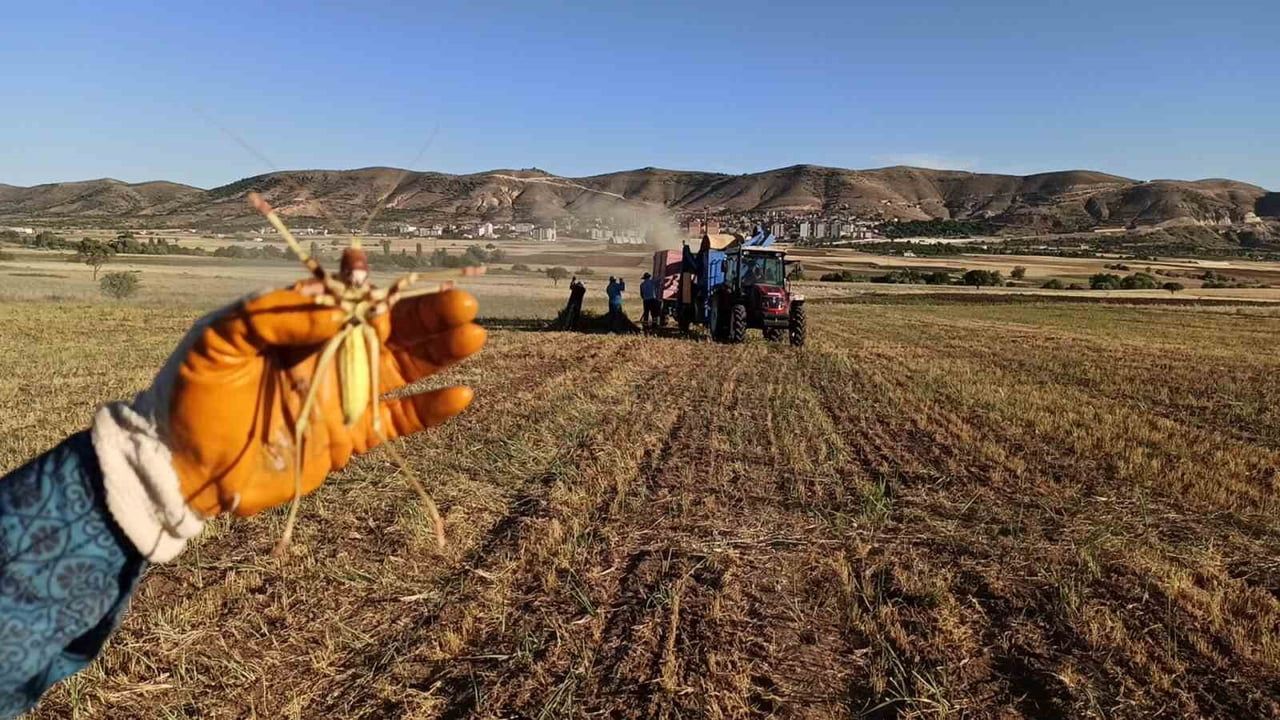 Gercüş'te mercimek tarlasındaki dev çekirge üreticileri şaşırttı
