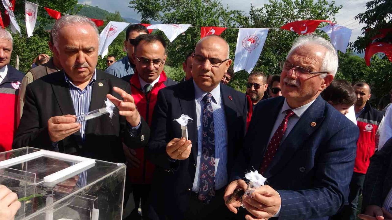 Giresun’da samuray arıları kahverengi kokarcaya karşı doğaya salındı