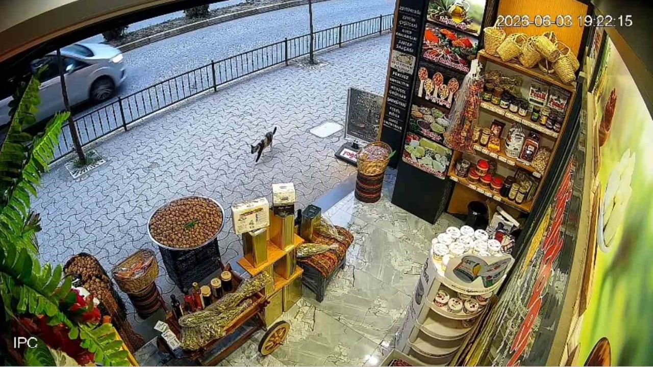 Giresun'da sokak kedisinin devirdiği çuvaldaki cevizleri vatandaşlar topladı