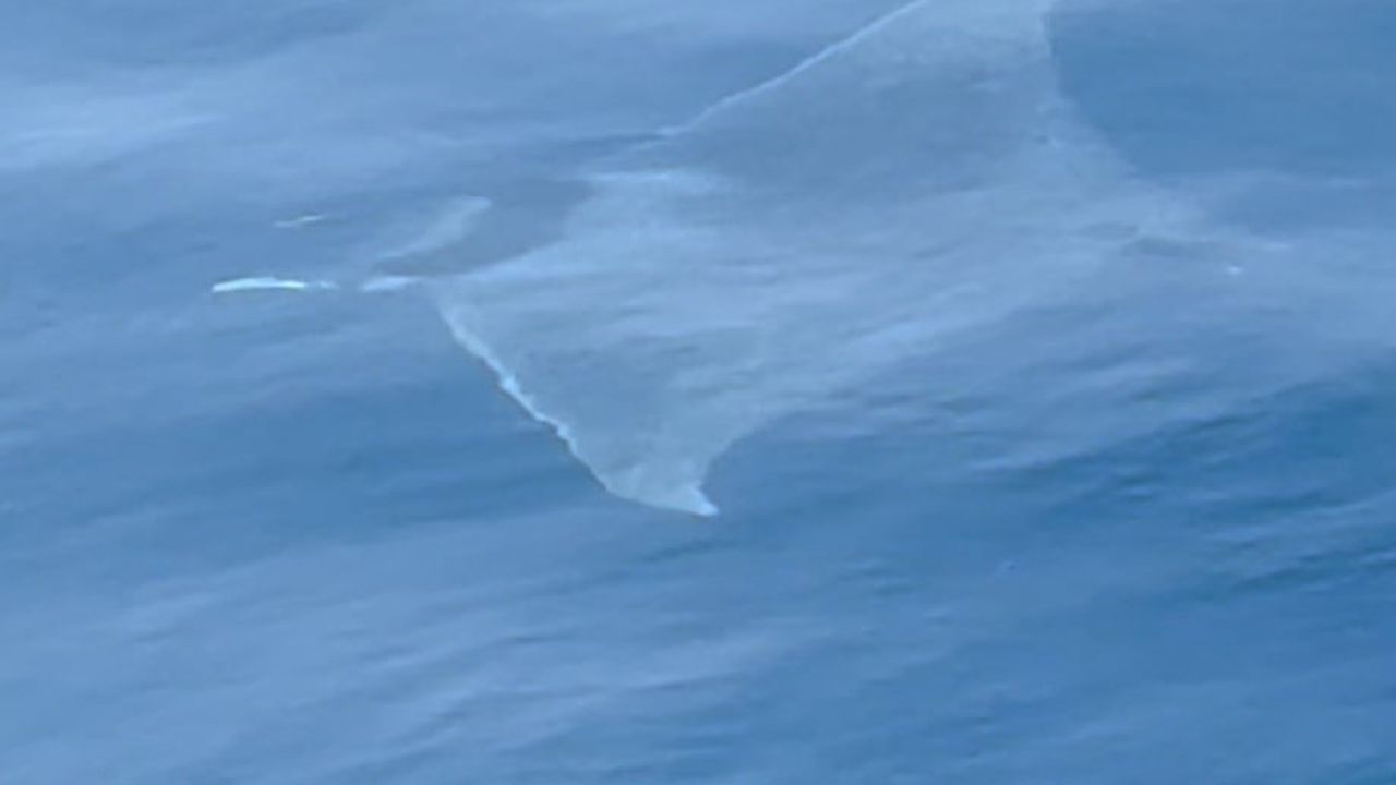 Gökçeada açıklarında yaklaşık 2 metre uzunluğunda manta vatozu görüntülendi