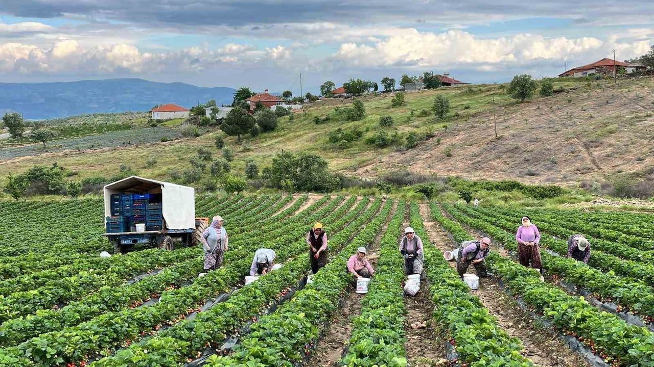 Gökeyüp'ün organik çileği doğal aromasıyla ilgi çekiyor
